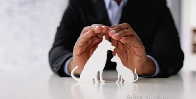 Explora Pets Best, la joya de los seguros para mascotas. Sus primas mensuales imbatibles, un período de espera de solo tres días y una aplicación móvil de fácil uso hacen que esta opción destaque. Sin límite de edad superior para mascotas, es perfecto para quienes buscan cobertura asequible y completa.

