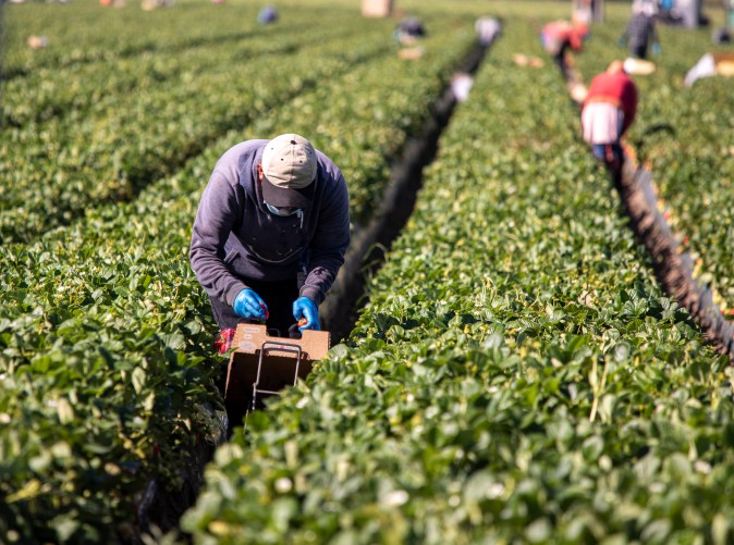 Trabajo agrícola