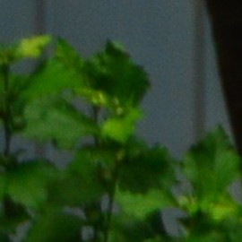 Lentes para el eclipse