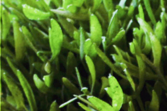 Consejos para sacarle el máximo partido a las apps de cupones y convertirte en un experto en el ahorro.