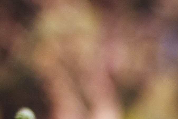 Ahorra en alimentación saludable: compra frutas, verduras, carnes y mariscos en el Martes de Frescura de Walmart.