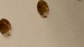 Streaming Fluido, Juegos sin Lag, Descargas Ultrarrápidas Experimenta una conexión Wi-Fi de última generación con el Google Nest Wi-Fi.