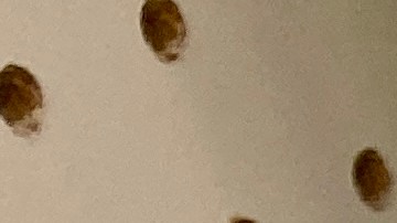 Streaming Fluido, Juegos sin Lag, Descargas Ultrarrápidas Experimenta una conexión Wi-Fi de última generación con el Google Nest Wi-Fi.