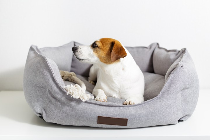 Cama para perros Bedsure: calidad y durabilidad. Funda lavable, materiales seguros y diseño elegante.