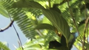 ¿Dónde ver los fuegos artificiales del 4 de julio gratis? Conoce los puntos ideales en Washington, Nueva York, Los Ángeles, Houston y Miami para una celebración inolvidable.