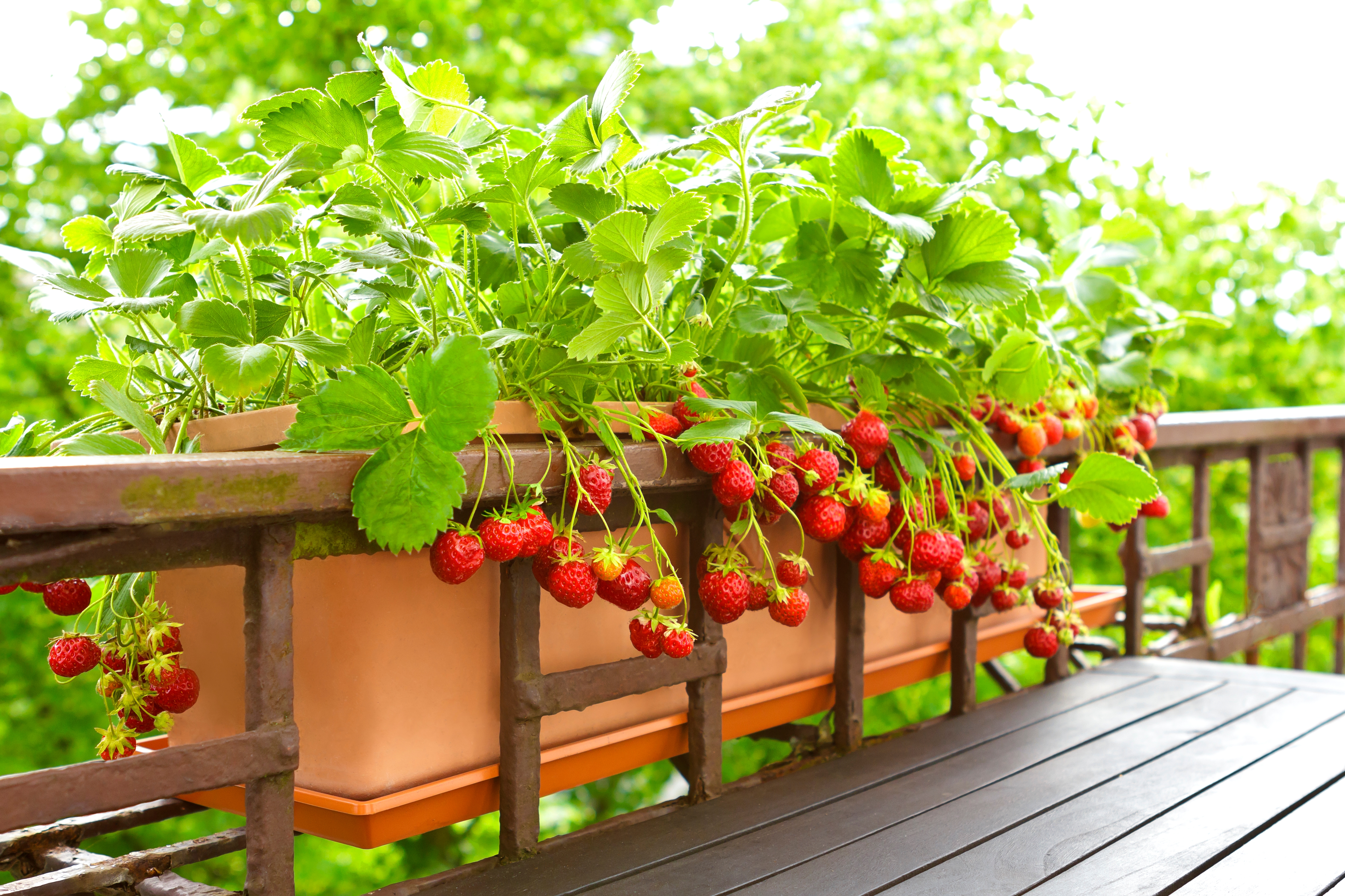 ¡Convierte tu jardín en un aula al aire libre! Descubre cómo un huerto en casa puede enseñar a tus hijos sobre la naturaleza, la nutrición y la importancia de cultivar sus propios alimentos.