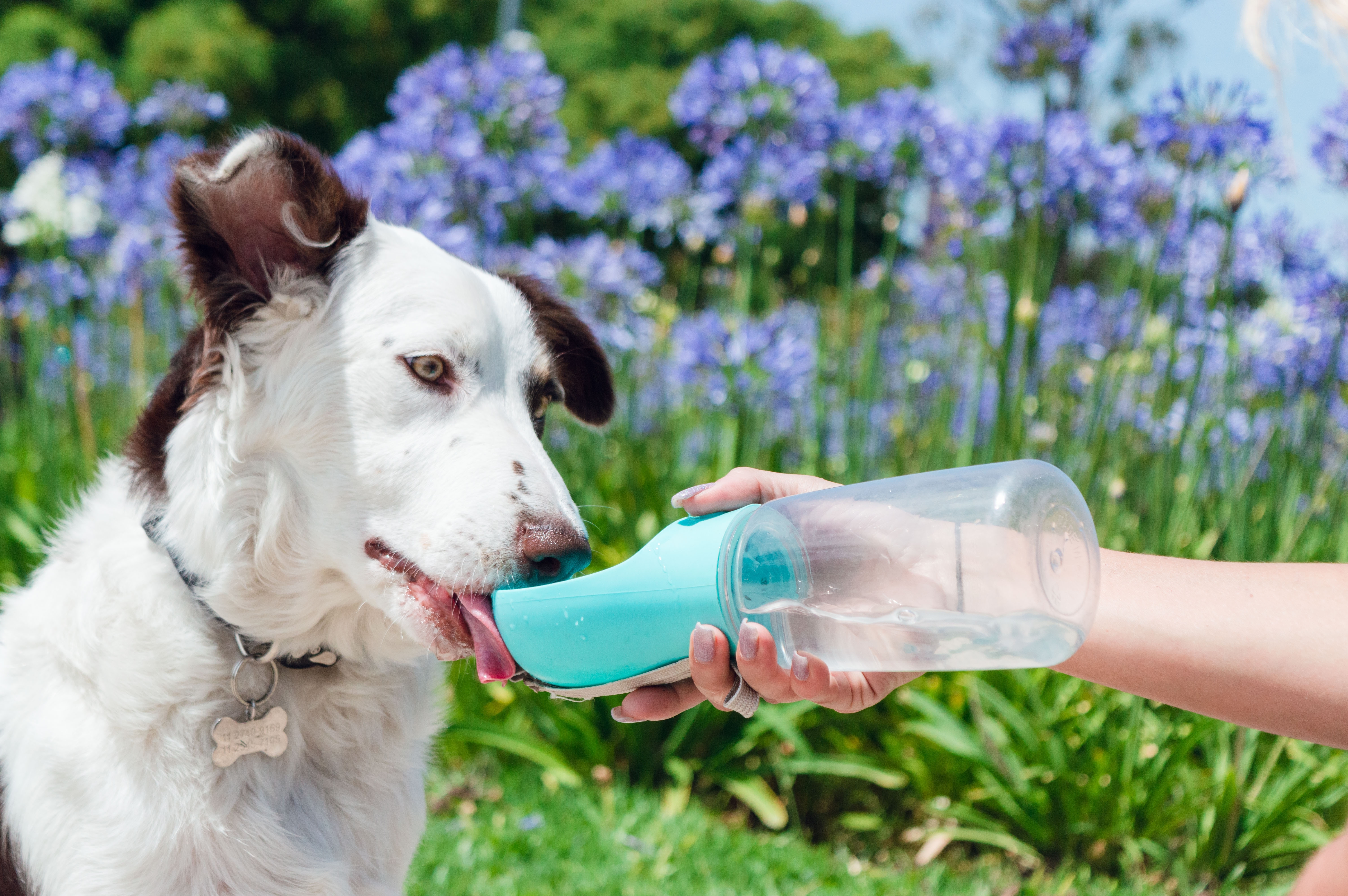 ¿Quieres comprar productos para mascotas desde la comodidad de tu hogar? Compara precios, encuentra ofertas y descubre las mejores tiendas en línea para ahorrar en tus compras.