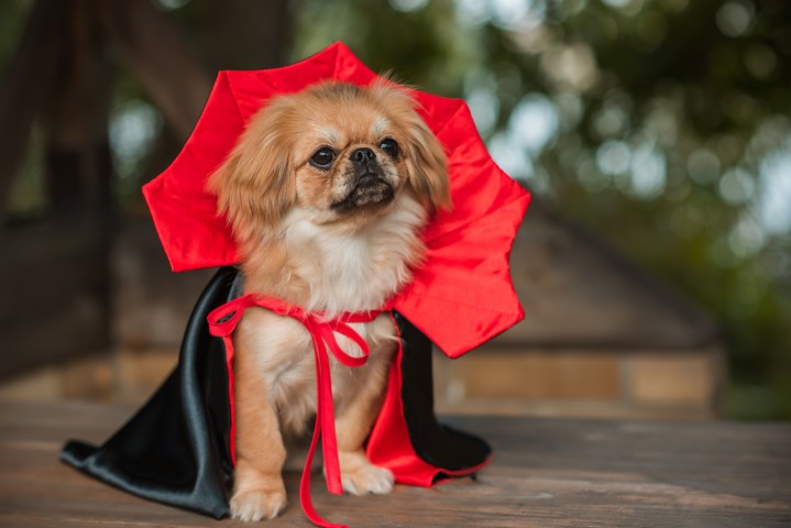 Viste a tu perro con los disfraces más populares de Halloween 2024. Disfraces deportivos y temáticos que harán que tu mascota sea la estrella de la fiesta. ¡Ahorra con nuestras ofertas!