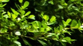 La corteza de menta favorita de la Navidad está en Walmart: descubre el Peppermint Bark a un precio irresistible. ¡Endulza tus fiestas!