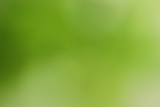 El aceite de árbol de té puede ayudarte a limpiar tu hogar.