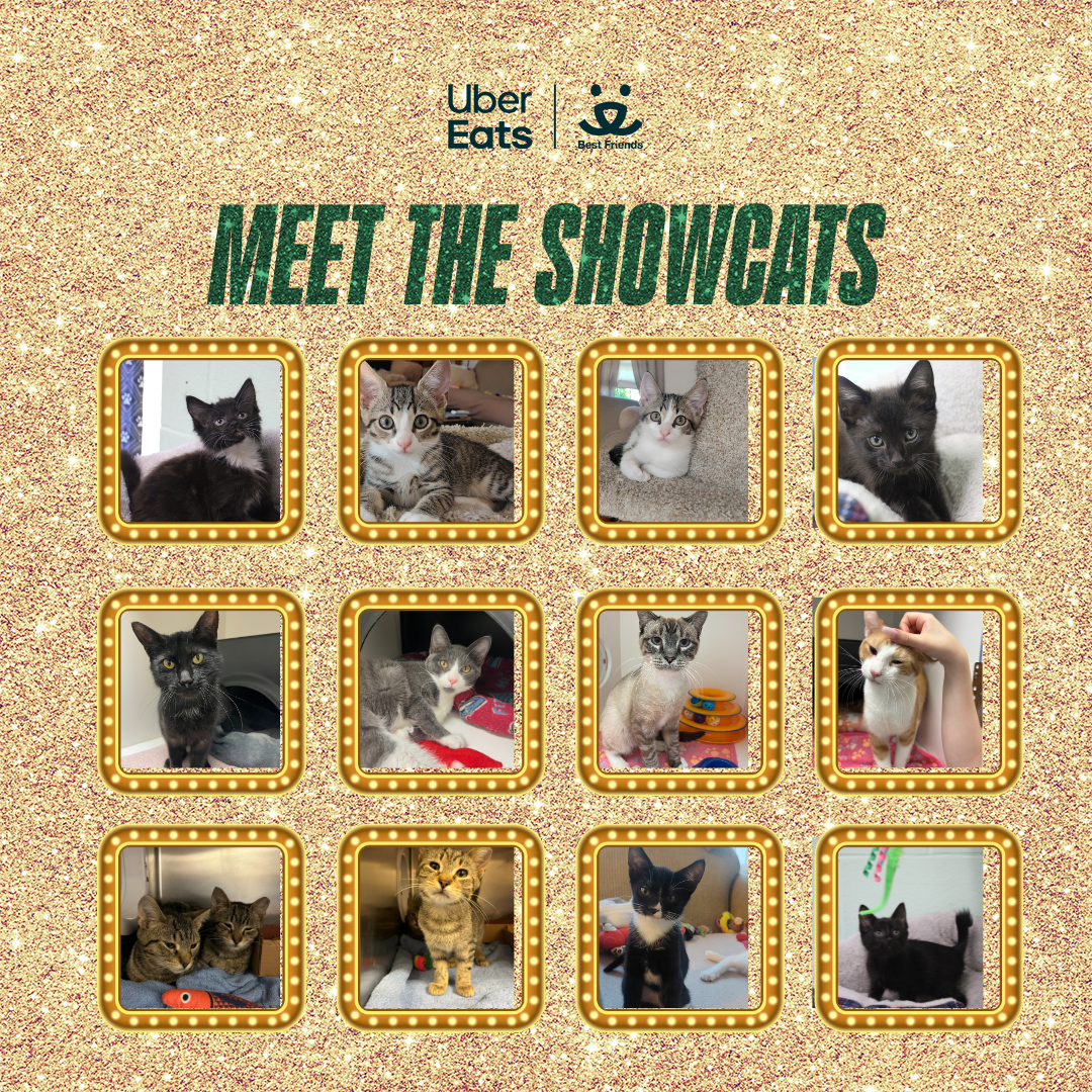 Todos los gastos en el evento de Uber estarán disponibles para ser adoptados.