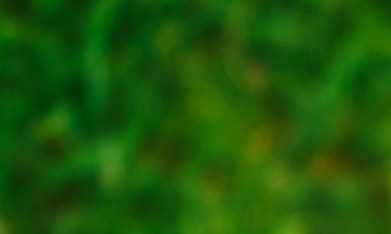 paquetería de amazon