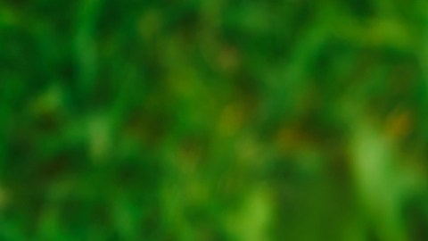 paquetería de amazon